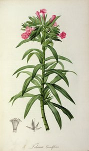 Echium Grandiflorum, 